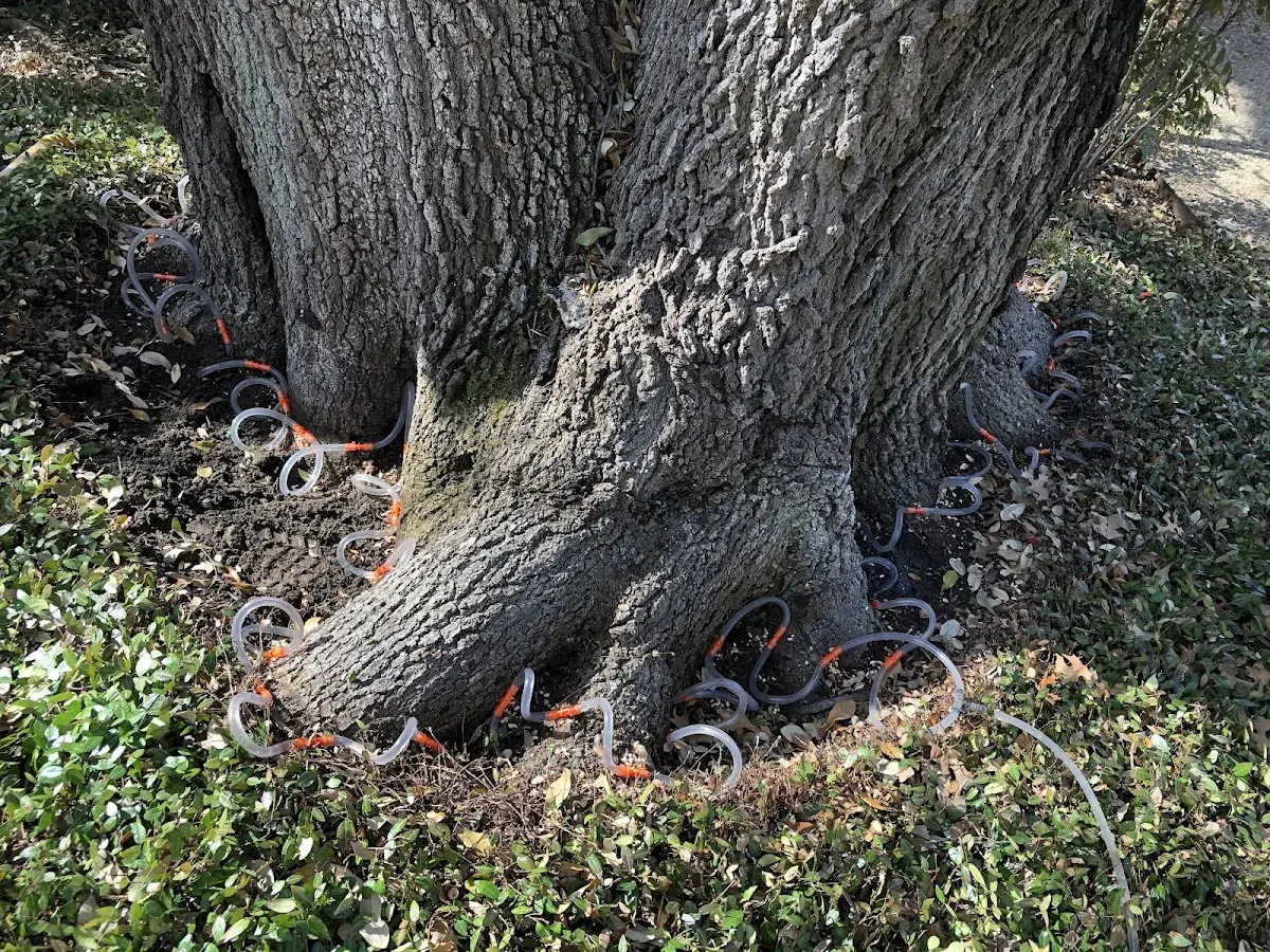 Detailed Tree Cabling and Bracing job site in Arlington Heights