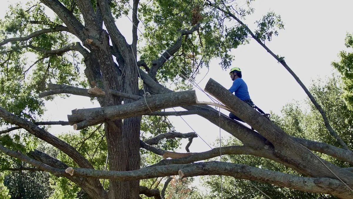 Professional Crown Thinning performed by certified arborists in Arlington Heights