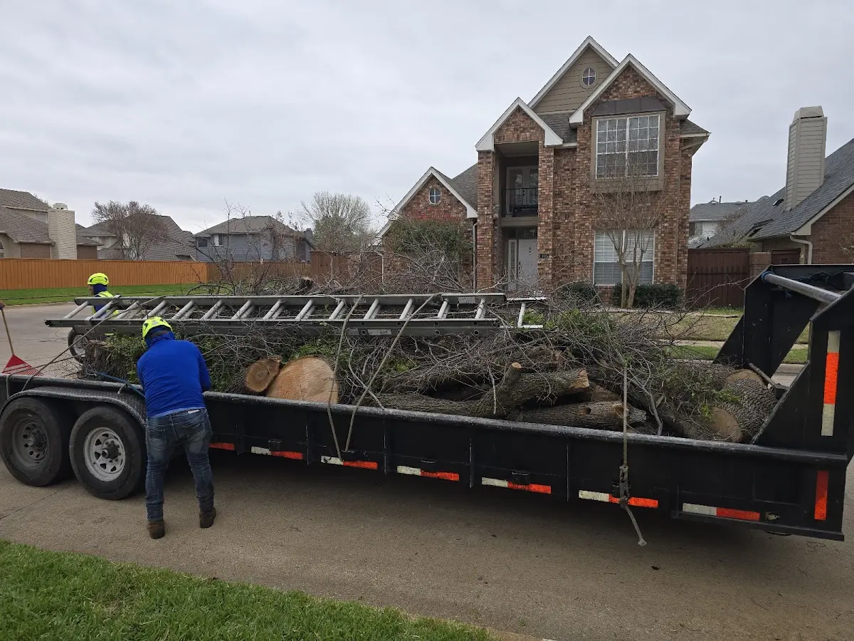 Expert Tree Pest Control with proper safety equipment in Arlington Heights